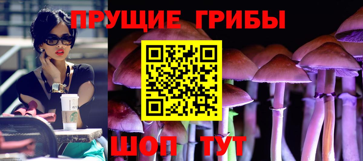 Псилоцибиновые грибы Cubensis Карабулак